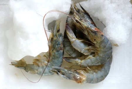 Close Up raw prawn,shrimp meat in freezing refrigerator compartment. Frozen food.Plastic bags with different frozen meat in refrigerator.Food long storage
