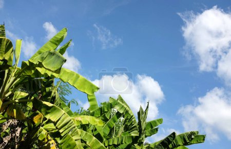 Kopieren Raum eine Bananenstaude vor einem blauen Himmel background.bright Himmel und Sonnenlicht im Sommer landwirtschaftlichen Hintergrund, Bananenfeld-Konzept