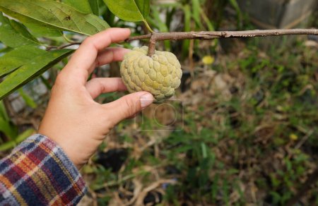 joven mano de niña sosteniendo una manzana dulce fresca de azúcar, manzana natillas, sweetsop, annona, (annona squamosa) en el jardín de frutas tropicales