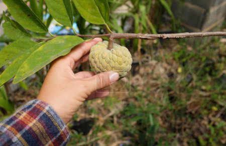 joven mano de niña sosteniendo una manzana dulce fresca de azúcar, manzana natillas, sweetsop, annona, (annona squamosa) en el jardín de frutas tropicales