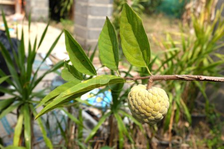  grün ein frischer süßer Zuckerapfel, Puddingapfel, Süßseife, Annona (Annona squamosa) auf einem Baum im Obstgarten, Thailand