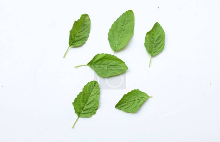 bunch fresh green Sacred basil,Holy basil (Ocimum sanctum) leaves It has a spicy taste for Cooking isolated on white backdrop.Concept of vegetables and herbs for health