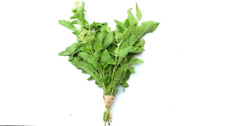 Bund frisches grünes heiliges Basilikum, heiliges Basilikum (Ocimum sanctum) Blätter Es hat einen würzigen Geschmack zum Kochen isoliert auf weißem Rücken. Konzept von Gemüse und Kräutern für die Gesundheit