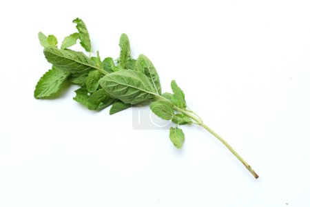 Photo for Bunch fresh green Sacred basil,Holy basil (Ocimum sanctum) leaves It has a spicy taste for Cooking isolated on white backdrop.Concept of vegetables and herbs for health - Royalty Free Image