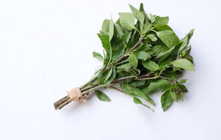 bunch fresh green raw Sweet Basil (Ocimum basilicum var. thyrsiflora) leaves It has a spicy taste for Cooking isolated on white backdrop.Concept of vegetables and herbs for health
