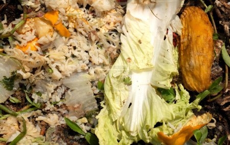 Déchets organiques, déchets alimentaires utilisés pour fabriquer le compost.Déchets végétaux