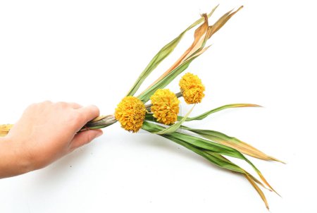 seca o sere caléndula (Tagetes erecta) floreceren la mano de una mujer asiática aislada sobre un fondo blanco. flores marchitas Tailandés caléndula sere