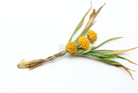 dry or sere Marigold (Tagetes erecta) flower isolated on a white backdrop.withered flowers Thai Marigold sere