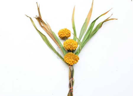 trockene oder sere Ringelblume (Tagetes erecta) Blüte isoliert auf weißem Hintergrund. Verwelkte Blüten Thai-Ringelblume sere