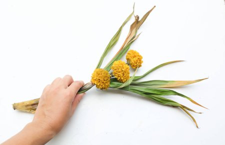 seca o sere caléndula (Tagetes erecta) floreceren la mano de una mujer asiática aislada sobre un fondo blanco. flores marchitas Tailandés caléndula sere