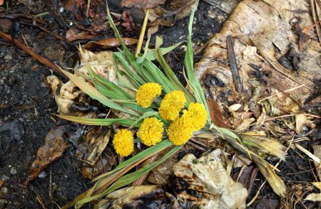 trockene oder sere Ringelblume (Tagetes erecta) Blume isoliert Bn phn dinon the ground. Welke Blüten Thai Ringelblume sere