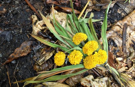 seco o sere caléndula (Tagetes erecta) flor aislada Bn phn dinon el ground.withered flores tailandesas caléndula sere