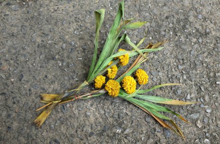 trockene oder sere Ringelblumen (Tagetes erecta) blühen isoliert auf dem Zementboden.