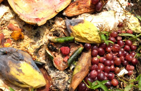 Organic waste, food waste used to make compost.Vegetable waste