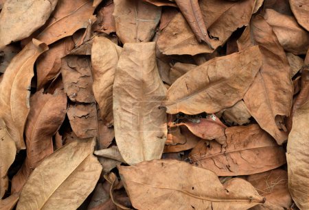 Background or texture of brown dry leaves falling from trees to the ground. Used for decoration as backgrounds, backdrops, web advertisements.