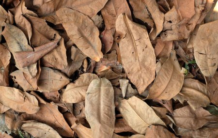 Background or texture of brown dry leaves falling from trees to the ground. Used for decoration as backgrounds, backdrops, web advertisements.