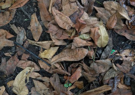 Hintergrund oder Textur brauner trockener Blätter, die auf feuchtem Boden von Bäumen auf den Boden fallen. Zur Dekoration als Hintergrund, Hintergrund, Webwerbung.