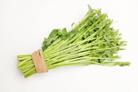 Bundle of fresh raw a Water Spinach,Chinese water spinach, water Morning Glory, (Ipomoea aquatica) isolate on a white backdrop. Fresh leafy green vegetable. Asian ingredient. Healthy vegetarian food