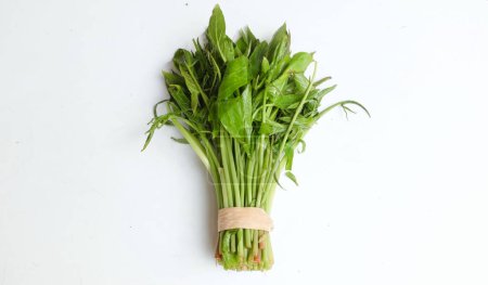 Bundle of fresh raw a  ( Lasia spinosa ) isolate on a white backdrop. Fresh leafy green vegetable. Asian ingredient. Healthy vegetarian food