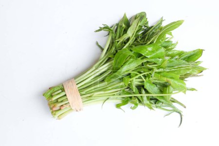 Bundle of fresh raw a  ( Lasia spinosa ) isolate on a white backdrop. Fresh leafy green vegetable. Asian ingredient. Healthy vegetarian food