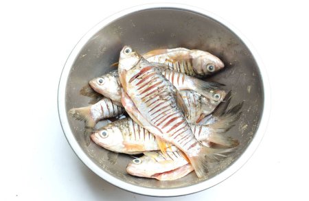 cerrar un pescado fresco de carpa cruda, carpa cruciana (Barbonymus gonionotus) En una cuenca de acero inoxidable tomar los ingredientes de cocina.Preparación de una alimentación saludable