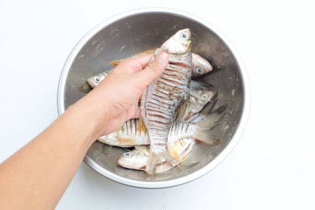 Les mains féminines tiennent un poisson de carpe cru frais, la carpe crucienne (Barbonymus gonionotus) Dans un bassin en acier inoxydable prendre les ingrédients de cuisson.Préparation d'une alimentation saine