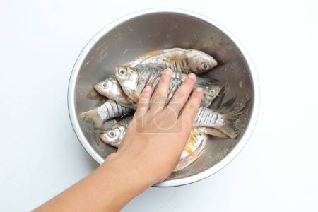 Las manos femeninas sostienen un pescado fresco de carpa cruda, carpa cruciana (Barbonymus gonionotus) En una cuenca de acero inoxidable tomar los ingredientes de cocina.Preparación de una alimentación saludable