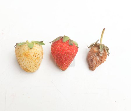 Red ripe strawberries rotten with white fluffy mold isolate on a white backdrop.No longer suitable for consumption. Improper storage, expired shelf life, spoiled berry