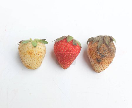 Rote reife Erdbeeren verfaulen mit weißem, flauschigem Schimmel isolieren sich auf weißem Boden. Nicht mehr zum Verzehr geeignet. Unsachgemäße Lagerung, abgelaufene Haltbarkeit, verdorbene Beeren