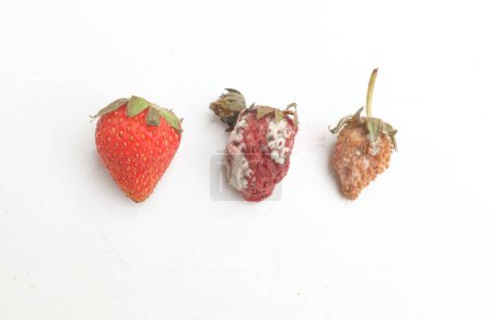 Red ripe strawberries rotten with white fluffy mold isolate on a white backdrop.No longer suitable for consumption. Improper storage, expired shelf life, spoiled berry