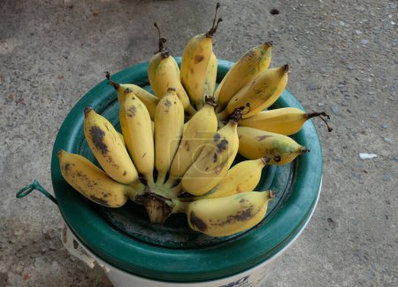 A bunch of ripe  and yellow Cultivated banana,  gold banana , Kluay Namwa,  (Musa sapientum L.) isolate on a It is placed on a green plastic bucket.Healthy tropical food and fruit ideas