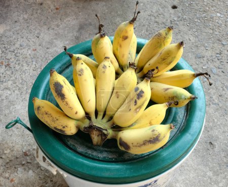 Un bouquet de bananes mûres et jaunes cultivées, banane dorée, Kluay Namwa, (Musa sapientum L.) isoler sur un Il est placé sur une poche en plastique vert.Aliments tropicaux sains et idées de fruits