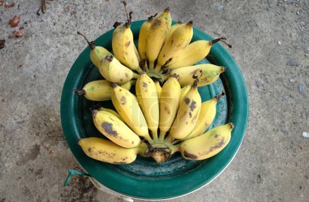 A bunch of ripe  and yellow Cultivated banana,  gold banana , Kluay Namwa,  (Musa sapientum L.) isolate on a It is placed on a green plastic bucket.Healthy tropical food and fruit ideas