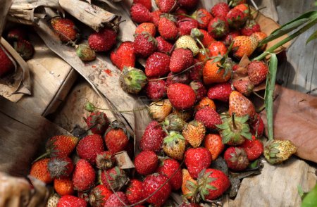 Rote reife Erdbeeren verfaulen mit weißem, flauschigem Schimmel isolieren sich auf dem Boden. Nicht mehr zum Verzehr geeignet. Unsachgemäße Lagerung, abgelaufene Haltbarkeit, verdorbene Beeren