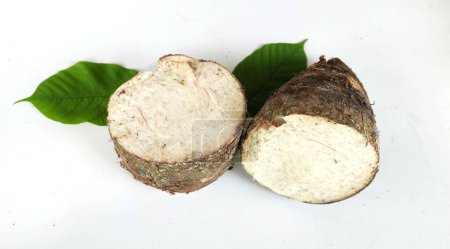 Frische rohe Bio-Taro-Wurzel, Taro duftend, (colocasia esculenta) ganze und halbe und grüne Blatt eine große Kopfart. Mit einem angenehmen Geruch isolieren auf einem weißen backdrop.taro Wurzel bereit zum Kochen 