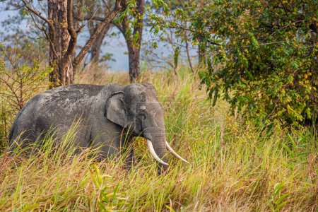 Photo for Asiatic Elephant walking through the long grass in Kaziranga National Park, India - Royalty Free Image