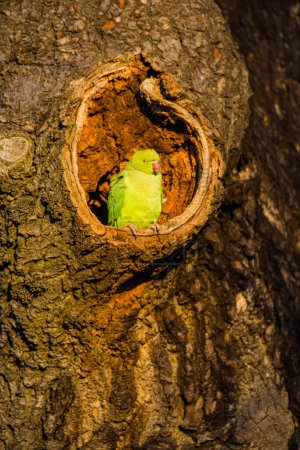 Téléchargez les photos : Ring-necked Parakeet on the edge of its nest in the warm morning sun in London, UK - en image libre de droit