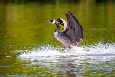 Photo for Canada Goose flapping its wings after landing on a pond in London, UK - Royalty Free Image
