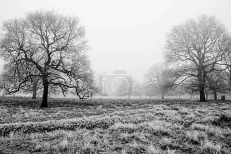 Téléchargez les photos : Arbres sombres dans une scène hivernale à Bushy Park, Londres, Royaume-Uni - en image libre de droit