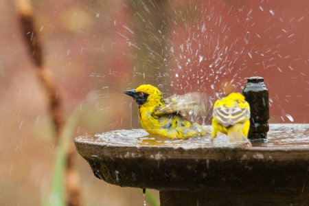 Village weaver bathing in the water fountain in the Kruger Park in South Africa
