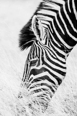 Photo for Black and white picture of a common Burchell's Zebra in South Africa - Royalty Free Image