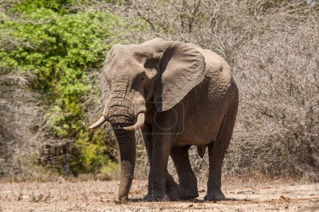 Foto de Toro elefante africano caminando en el calor del sol Kruger Park en Sudáfrica - Imagen libre de derechos