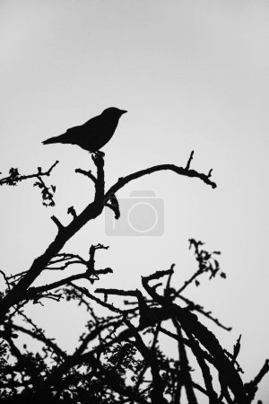 Jackdaw perches on a tree in the late afternoon in London