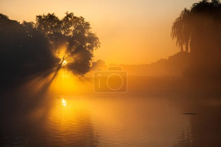 Sunrise in the mist through the trees and water in London, UK
