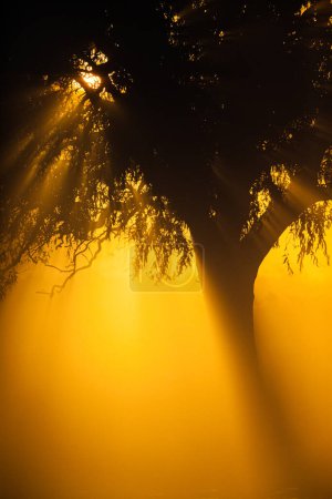 Sunrise in the mist through the trees in London, UK