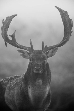 Black and White image of a Fallow Deer during the annual rut in Bushy Park, London