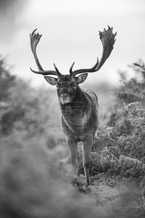 Image en noir et blanc d'un cerf en jachère lors du rut annuel à Londres