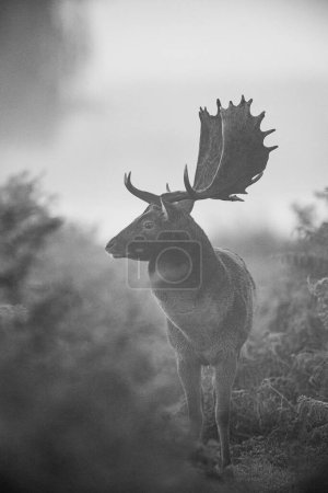 Black and White image of a Fallow Deer during the annual rut in London