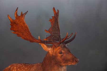Fallow Deer stag in the early morning light in Bushy Park, London