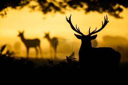 Red deer stag silhouette as it looks on at a heard of female deer in London, UK